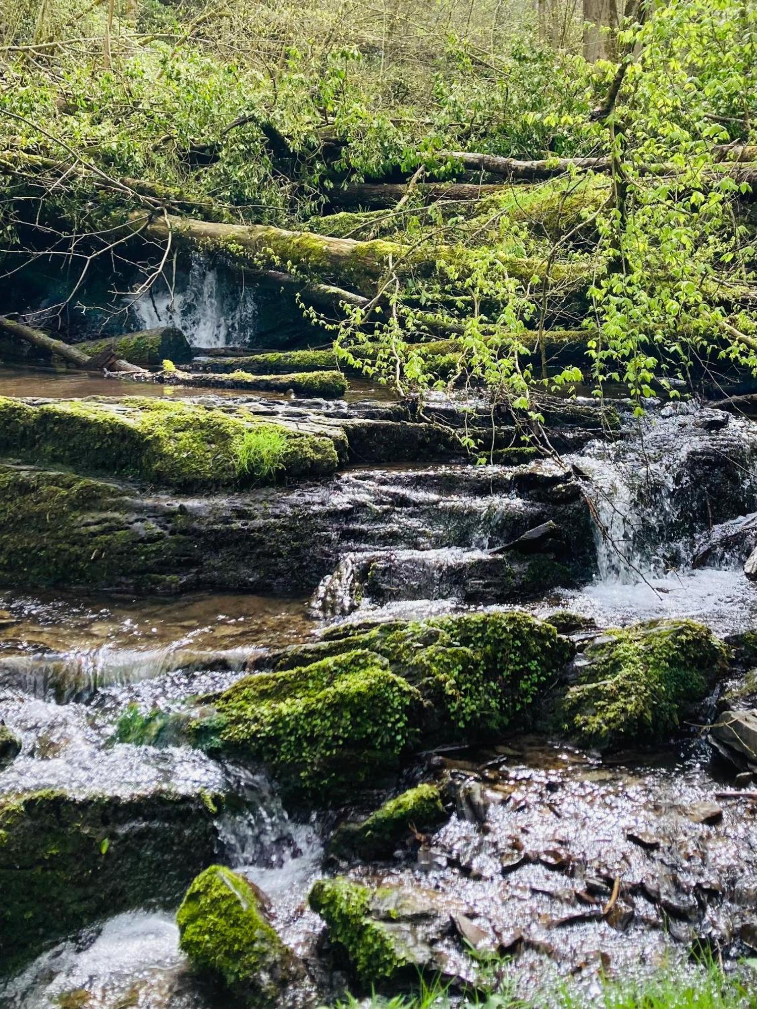 Woody Lodge - Duplex Nature Bonsoy Ardennes Hastiere-par-dela Экстерьер фото